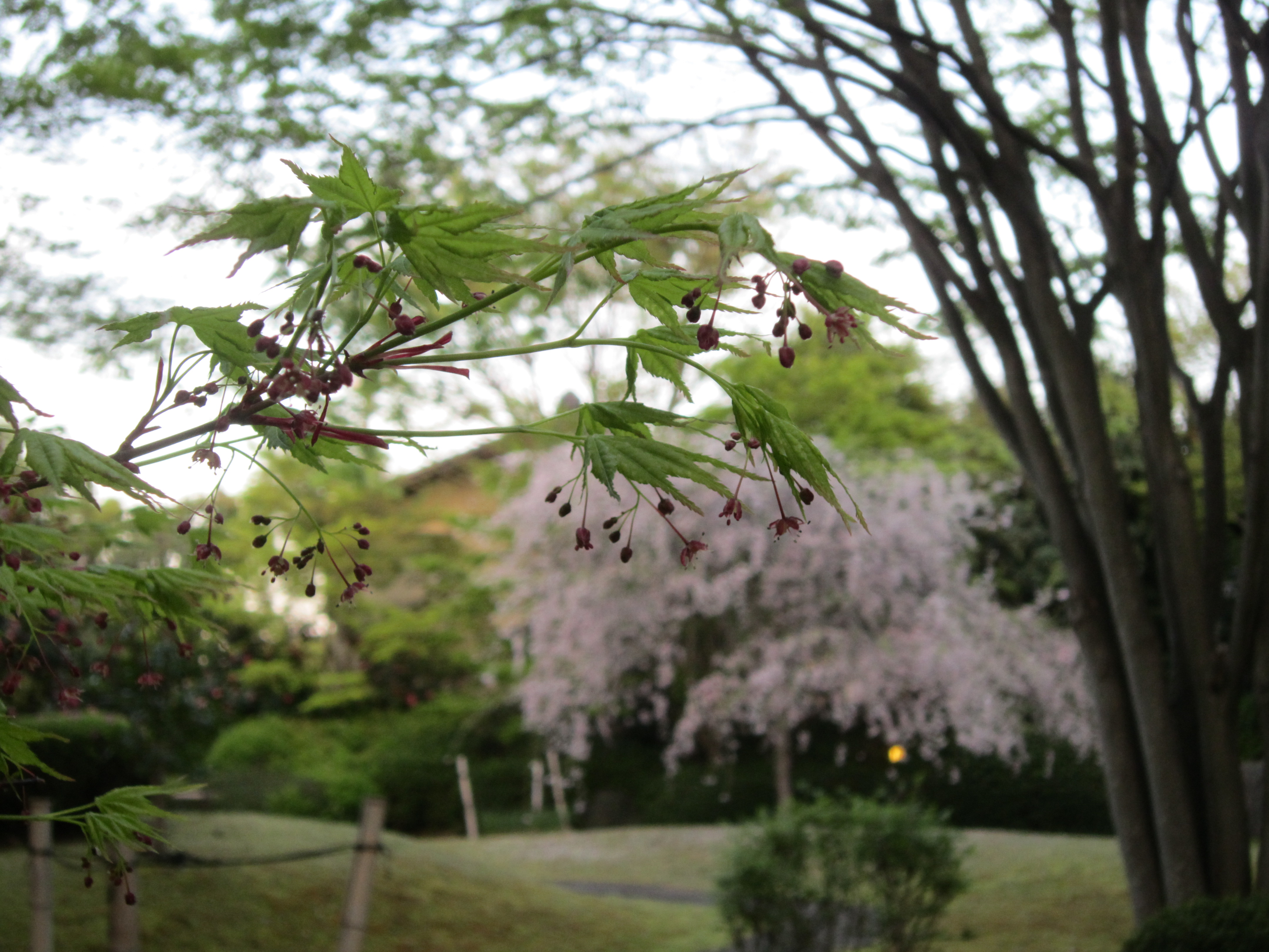 IMG_0596.JPG