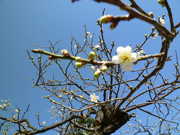 梅　白