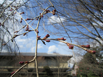 しだれ桜