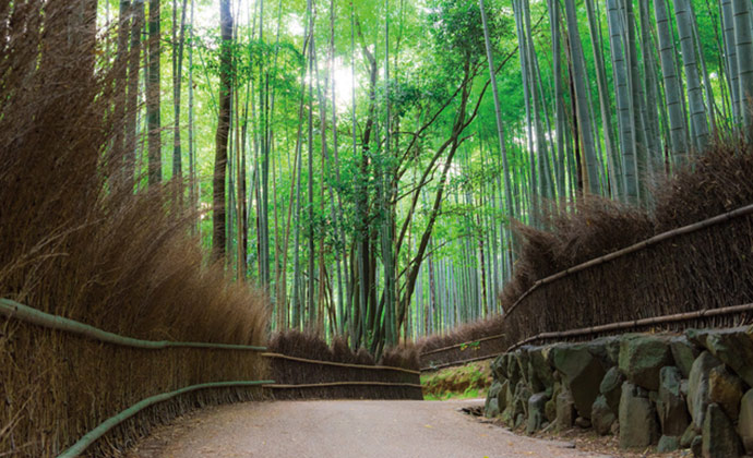 竹林の径イメージ