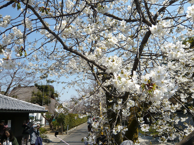 白桜0608.jpg